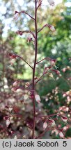 Heuchera villosa Carnival Watermelon