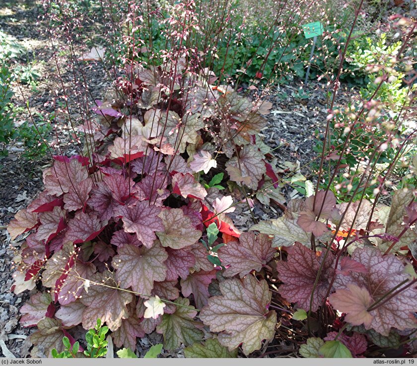 Heuchera villosa Carnival Watermelon