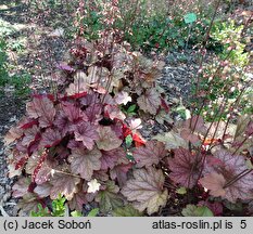 Heuchera villosa Carnival Watermelon