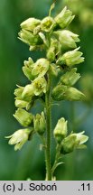 Heuchera cylindrica (żurawka walcowata)