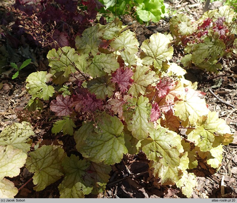 Heuchera Amaretto