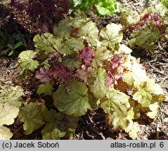 Heuchera Amaretto