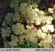 Heuchera Amaretto