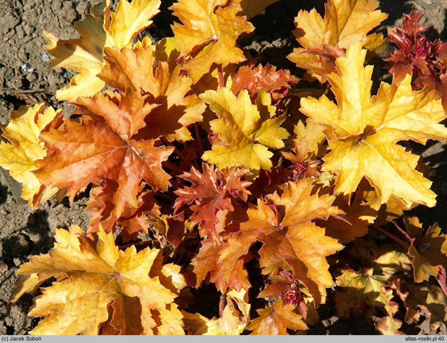 Heuchera Amber Waves