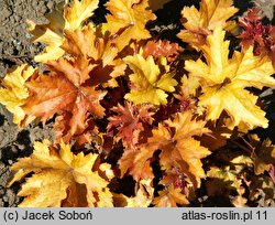 Heuchera Amber Waves