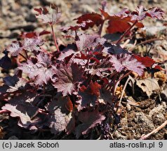 Heuchera Amethyst Myst