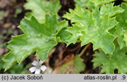 Heuchera Apple Crisp