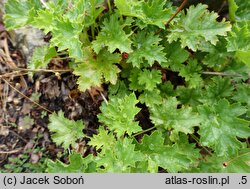 Heuchera Apple Crisp