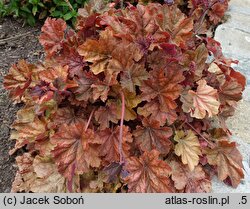 Heuchera Arabica
