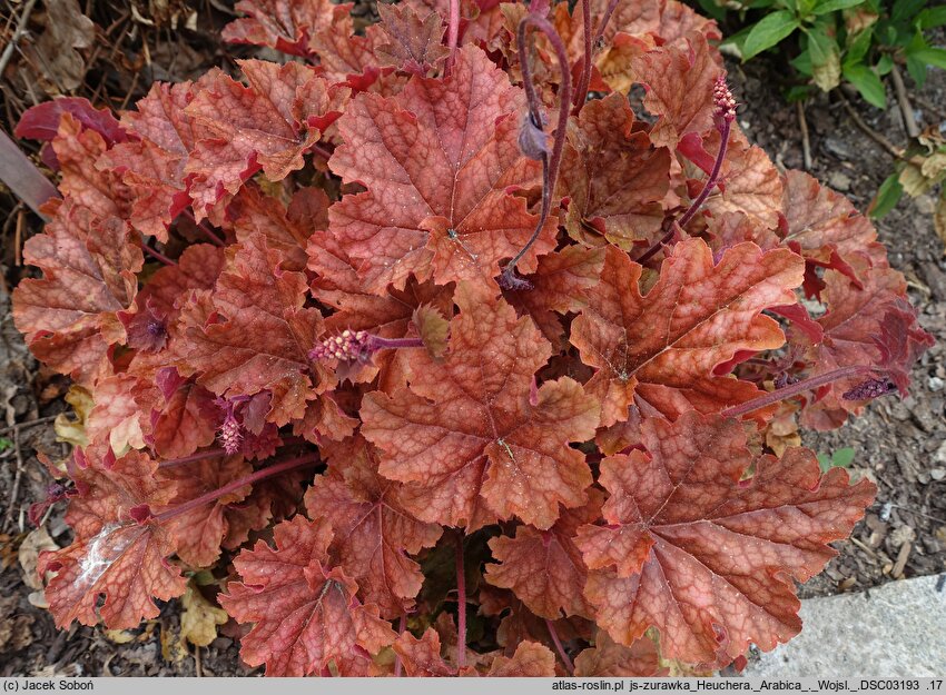 Heuchera Arabica