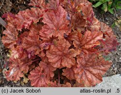 Heuchera Arabica