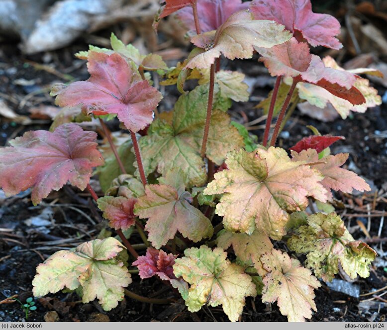 Heuchera Autumn Leaves