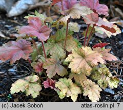 Heuchera Autumn Leaves