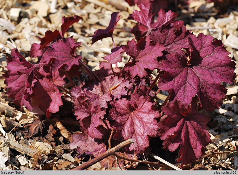 Heuchera Berry Smoothie