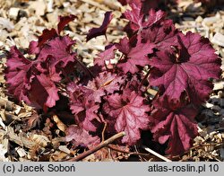 Heuchera Berry Smoothie