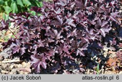 Heuchera Blackberry Jam