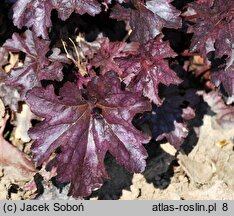 Heuchera Blackberry Jam