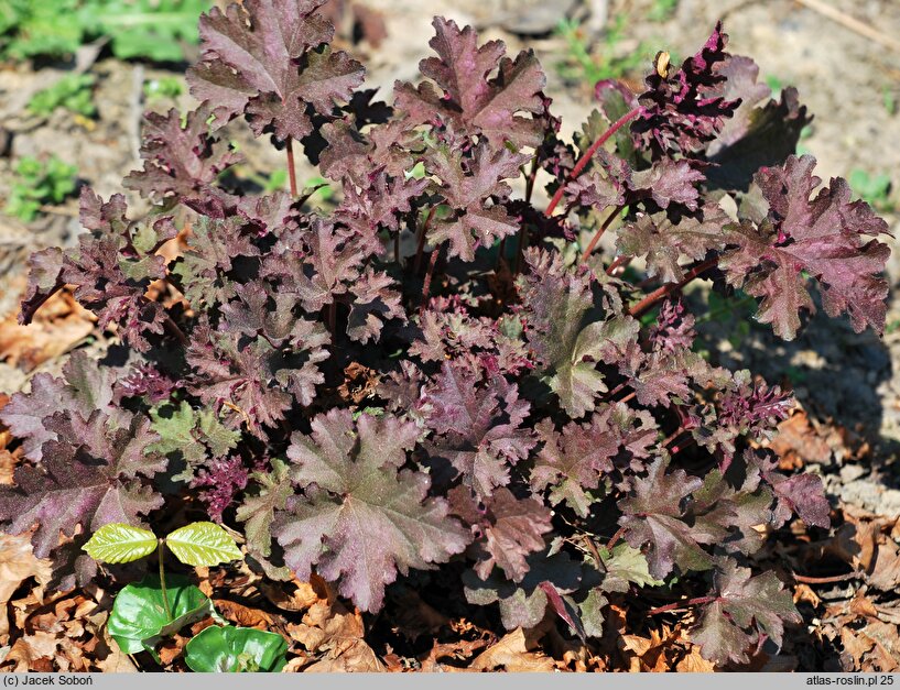 Heuchera Can-can