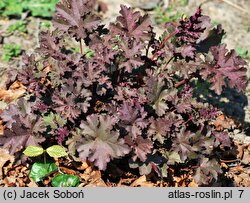 Heuchera Can-can