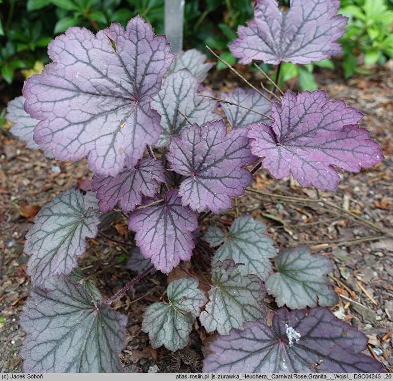 Heuchera Carnival Rose Granita