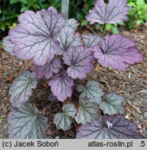 Heuchera Carnival Rose Granita