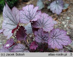 Heuchera Carnival Rose Granita