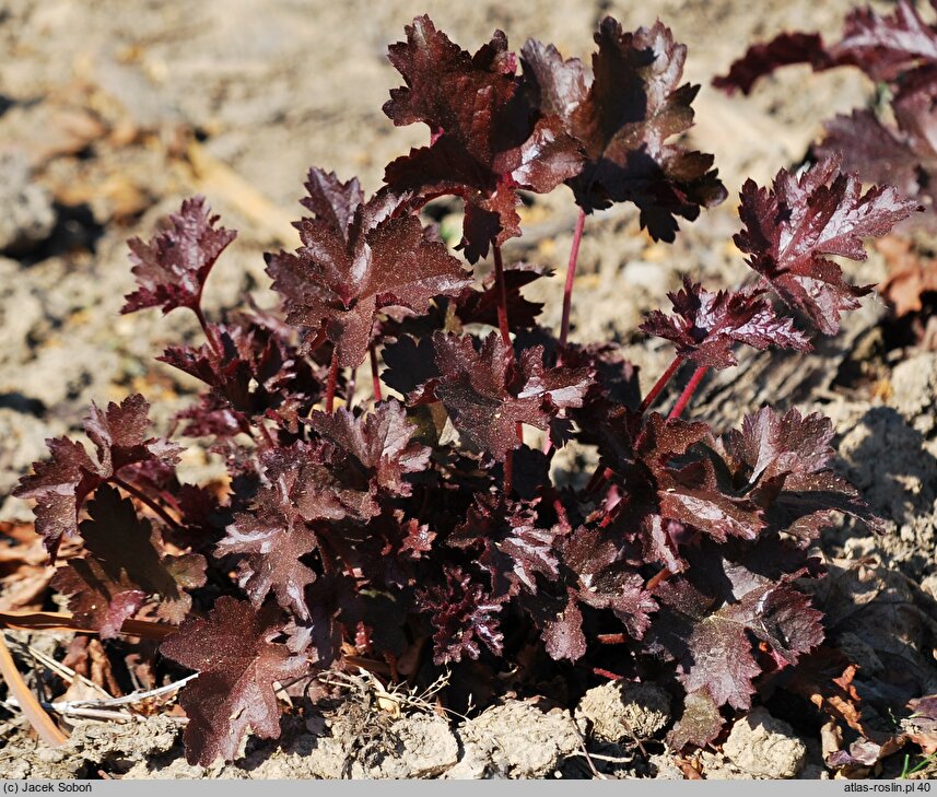 Heuchera Dark Beauty