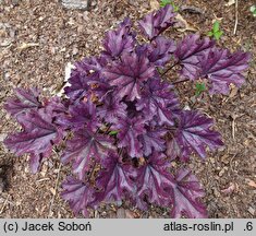 Heuchera FOREVER Purple