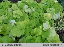 Heuchera Gaucamole