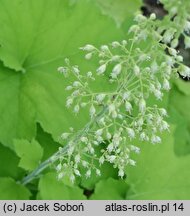 Heuchera Gaucamole