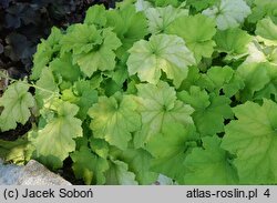 Heuchera Gaucamole