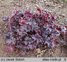 Heuchera Midnight Ruffles