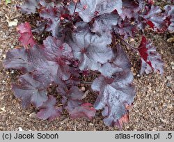 Heuchera Midnight Ruffles