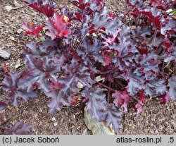 Heuchera Midnight Ruffles