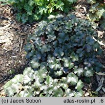 Heuchera Mini Black