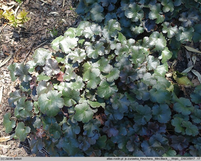 Heuchera Mini Black
