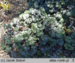 Heuchera Mini Black