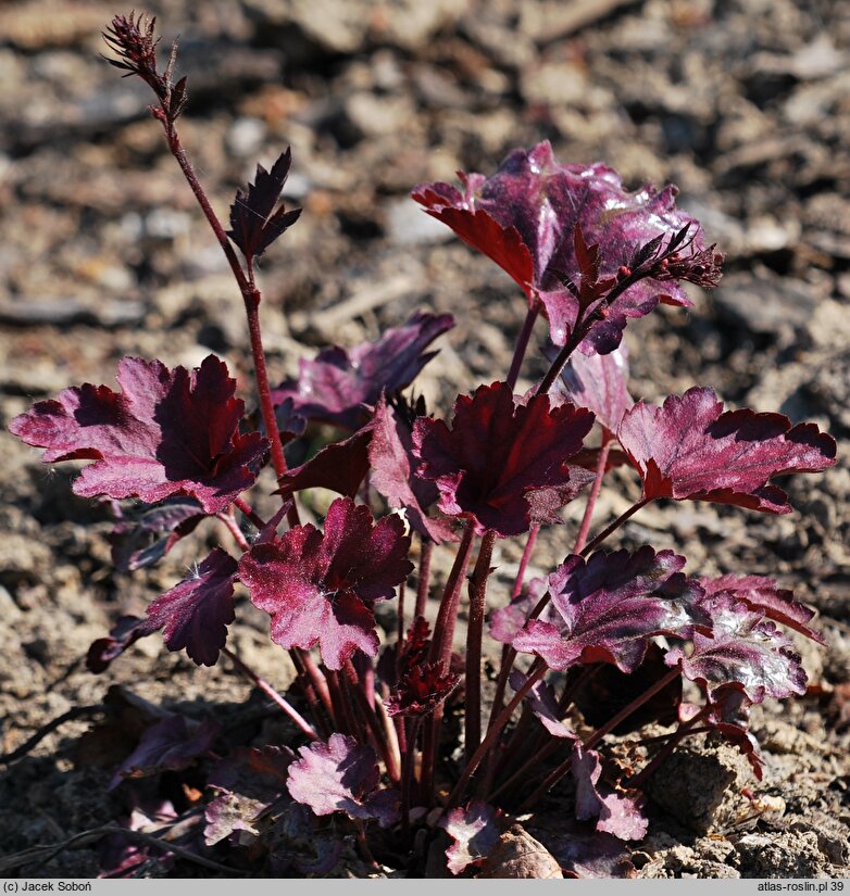 Heuchera Plum Royale