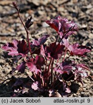 Heuchera Plum Royale