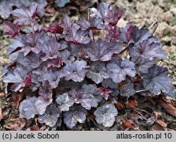 Heuchera Regina