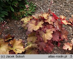 Heuchera Rio