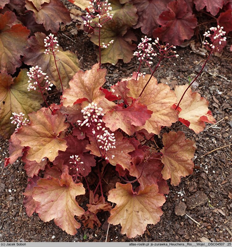Heuchera Rio