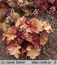 Heuchera Rio