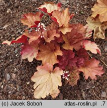 Heuchera Rio