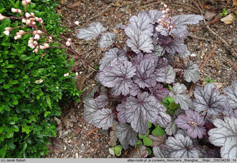 Heuchera Shanghai