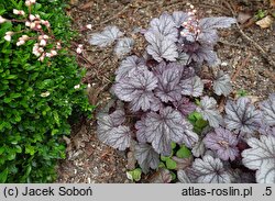 Heuchera Shanghai
