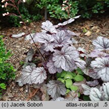Heuchera Shanghai