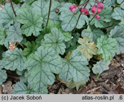 Heuchera Shimmer