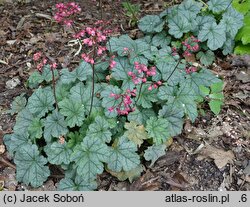 Heuchera Shimmer