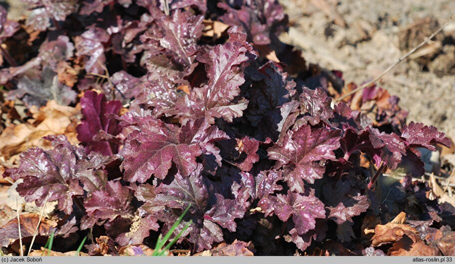 Heuchera Sparkling Burgundy